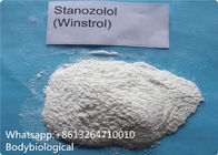 CAS 57-85-2 Stanozolol Powder , GMP Bulking Cycle Strongest Anabolic Steroid