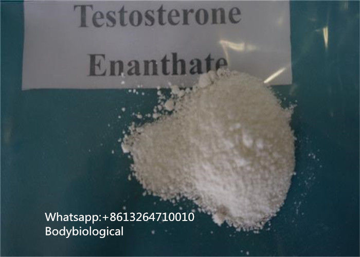 99% Purity Testosterone Enanthate Powder Steroids CAS 315-37-7 Male Sex Hormone